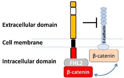 Fig. 1. Schematic structure of EpCAM. 