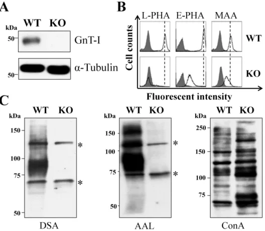 Figure 2. Deficiency of complex types of N-glycans in GnT- I knockout cells. 