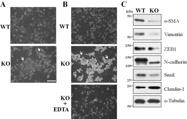 Figure  3.  Comparison  of  the  cell-cell  adhesion  and  expression  levels  of  EMT  markers between WT and KO cells