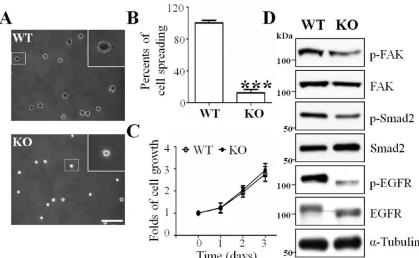 Figure  4.  Effects  of  GnT-I  deficiency  on  cell  spreading,  cell  proliferation  and  cellular signaling