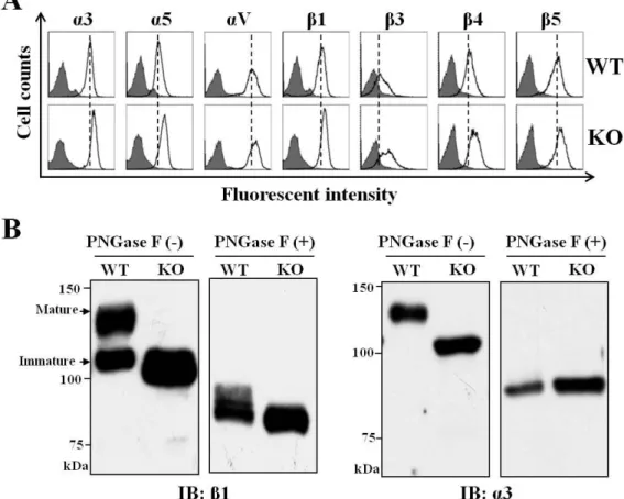 Figure  6. Effects of GnT-I  deficiency on the expression levels  of integrins  and the  effects of N-glycosylation on α3β1 integrin   