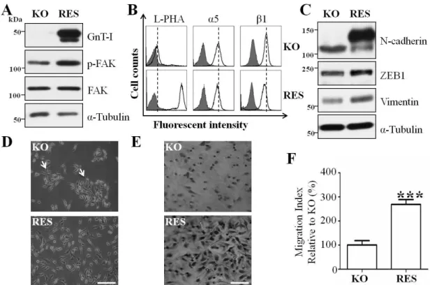 Figure  7.  Forced  expression  of  the  GnT-I  in  KO  cells  rescued  cell  behaviors  and  induced EMT-like phenotypes