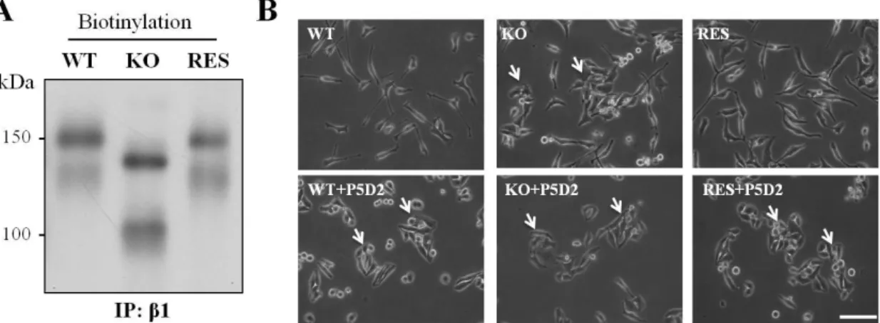 Figure  8.  Effects  of  GnT-I  on  integrin  β1  maturation  and  the  cell-cell  adhesion  induced by a blocking anti-β1 integrin antibody