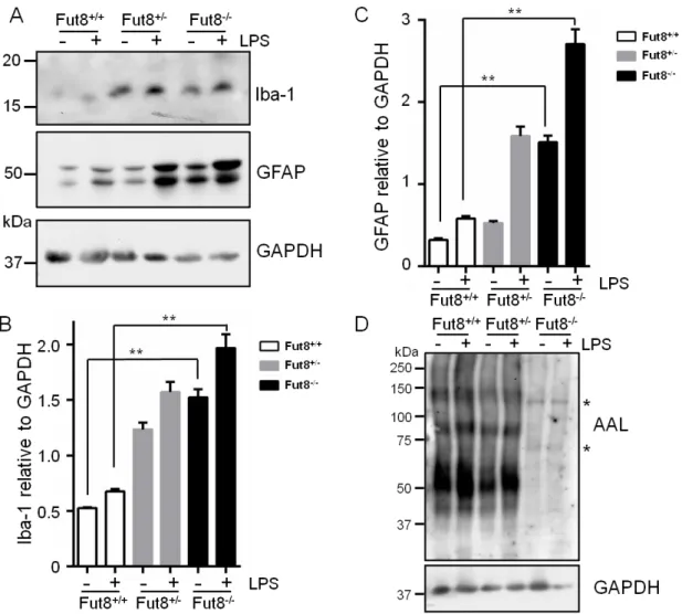Figure 4. Effects of LPS on fucosylation, and expression of Iba-1 and GFAP in mice  brain  tissues