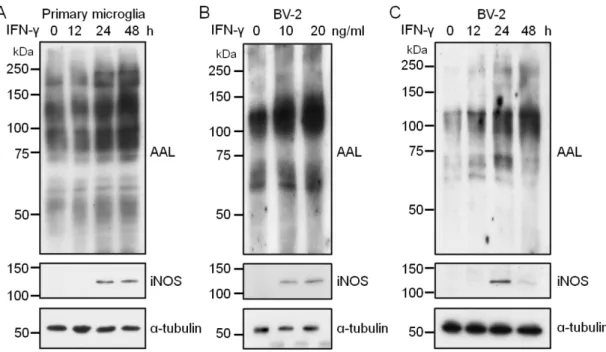 Figure 5. Changes in fucosylation and iNOS expression in primary microglia cells 