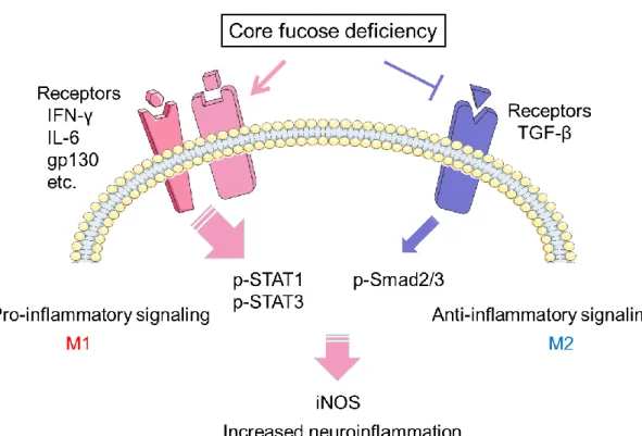 Figure 11: A simplified model for core fucosylation on a neuroinflammation model. 