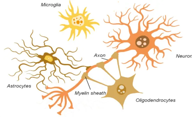 Fig. 2 Main composition of glial cells in CNS 