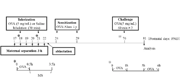 Figure  1.  Schematic  representation  of  the  protocols  for  tolerization,  stress    exposure,  sensitization,  and  antigen  challenge