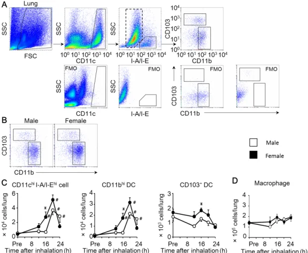 Figure 3. Sex-based differences in the number of dendritic cells in the lung.  (A) Flow  cytometric gating for SSC low  CD11c hi I-A/I-E hi  dendritic cells (DCs) and SSC hi  CD11c hi I-A/I-E low  cells (macrophages) from the mouse lungs