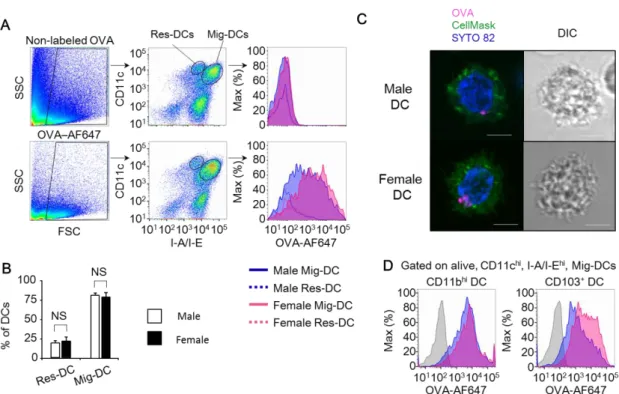 Figure 6. Sex-based differences in Th2 priming ability of DCs in the BLN.  Male and  female  mice  were  sensitized  by  intraperitoneal  injections  with  non-labeled  OVA  and  then  intratracheally administered  with  Alexa Fluor 647-conjugated  OVA