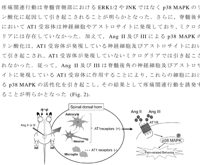 Fig.  2.  Sche matic  illustration  of  the  mechanis m  of  angiotensin   II-  or  III-induced  pain-related  behavior in mice  