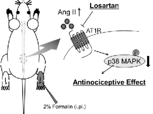 Fig.  3. Sche matic illustration of antinociceptive effect produced by losartan in the  mouse    for malin test