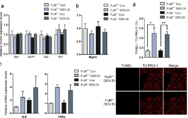 Figure  3.  No  big  difference  in  the  acute  response  was  observed  between  the  Fut8 +/+   and  Fut8 -/-   mice  after DEN injection
