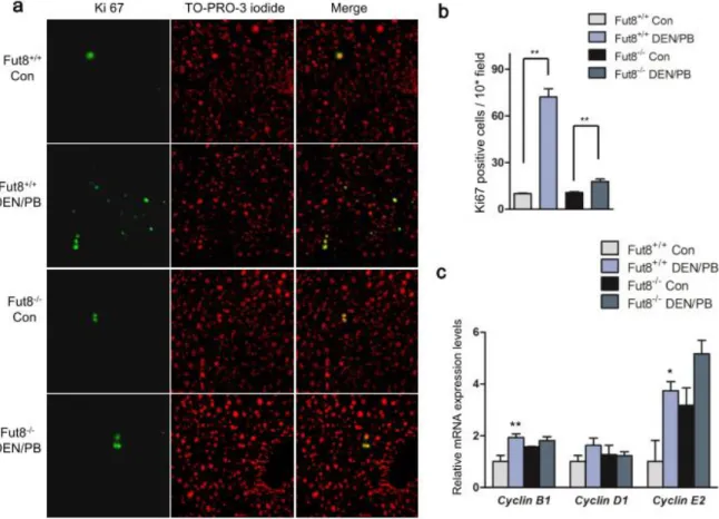 Figure 4. Knockout of Fut8 led to a suppression of cell proliferation.   