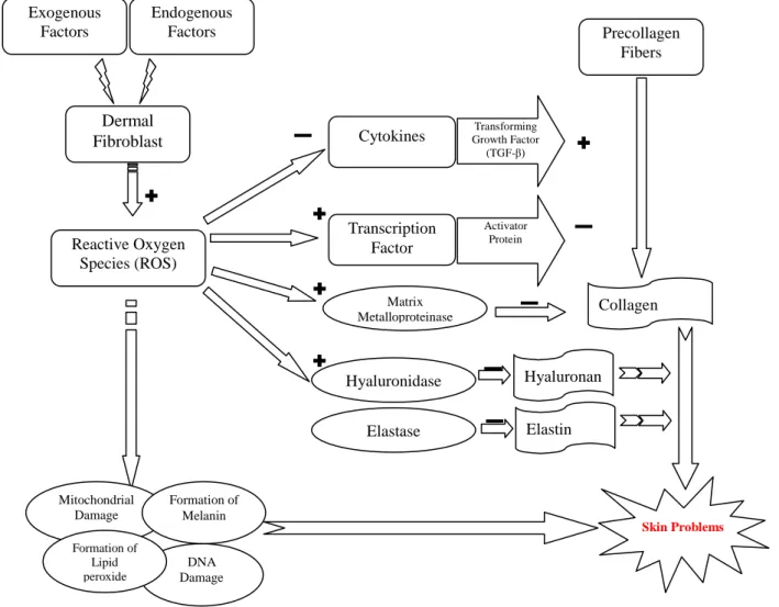 Fig. 1 Pathway of skin problems (+, induction; -, inhibition) 