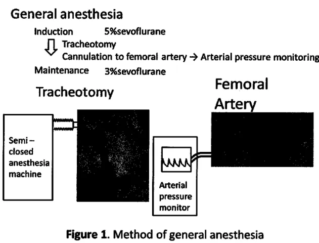 Figure  1. Method  of general  anesthesia
