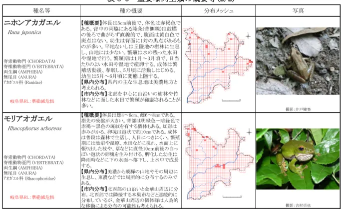 表 8-3  重要な両生類の概要等(2/2)  ８－４  外来生物法などに係る両生類  岐阜市に生息している両生類のうち、外来生物法に係る両生類としては、表 8-4 のとおりウ シガエルの 1 種が特定外来生物に該当しており、岐阜市の広い範囲で確認された。  ウシガエルの繁殖期は 5 月～9 月と長く、卵数は 6,000～40,000 個と非常に多い。幼生で越 冬するものも多い。昆虫類やザリガニのほか、他のカエル類、魚類、水鳥の雛、ネズミなど多 様な動物を補食する。繁殖力が高く、水の汚れに強く、貪食で分布を