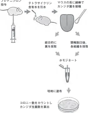 図 １ プレドニゾロン 投与 経日的に 糞を採取 頸椎脱臼後、各組織を採取 ホモジネート 培地に塗布 コロニー数をカウントし カンジダ生菌数を算出 テトラサイクリン含有水を引水 マウスの舌に綿棒でカンジダ菌を接種 図１  C