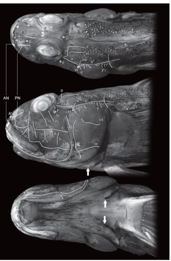 Fig. 2.  Dorsal (top), lateral (middle) and ventral (bottom) views of head of Oxyurichthys sp