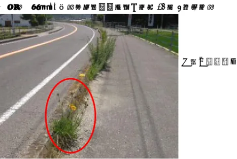 図表 1-(4)-イ-㉓  国道に生育するオオキンケイギク  事例１  国道 11 号（香川県Ｅｄ市町、平成 25 年 6 月撮影）  ○囲い：生育するオオキンケイギク 事例２  国道 11 号（香川県Ｅｃ市町、平成 25 年 6 月撮影）  事例３  国道 32 号（香川県Ｅｇ市町、平成 25 年５月撮影）   107 