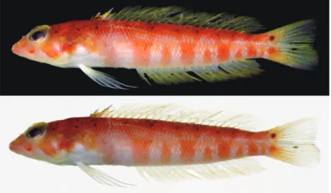 Fig. 3. Preserved specimen of Parapercis randalli from Uchinoura Bay, Kagoshima  Prefecture, Japan in lateral (top) and dorsal (bottom) views (KAUM–I