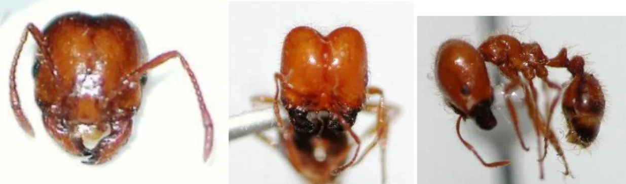 図 12-14. アカヒアリとアカカミアリの大型働きアリ．12（左）, アカヒアリ，大型職蟻，頭部；