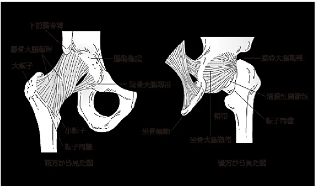 図 1-5  大腿骨近位部の解剖  一方，大腿骨頚部骨折において，整復に基づく骨折治療が困難な場合や変形性股関 節症の治療として，人工股関節置換術（THA）が疼痛の軽減や関節機能の回復を目的 として選択される．人工股関節の臨床成績は，その工学的な設計の配慮が性能に及ぼ す効果は極めて大きく，特にセメントレス人工股関節において，初期固定性が短期的 のみならず長期的な臨床成績において，重要な影響を及ぼす因子と考えられている [1:10] ．埋植された人工股関節インプラントの初期固定性が低く，骨とインプラント間 