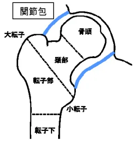 図 2-16  大腿骨近位部の概略図 