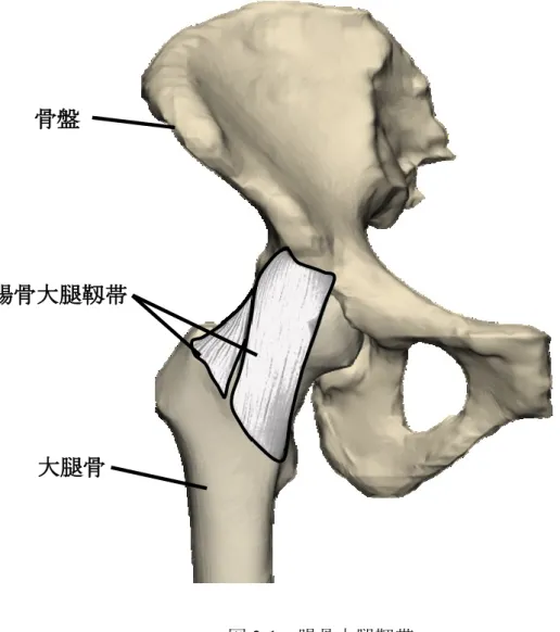 図 3-1  腸骨大腿靱帯 