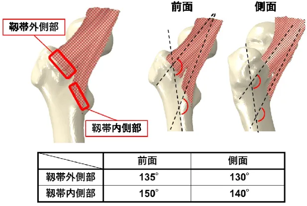 図 3-3  腸骨大腿靱帯による引張荷重方向  3.2.3  骨折リスクの評価  骨折の評価には，解析により得られた大腿骨に生ずるミーゼス応力値（σ VM  [MPa]） と，式(2)に基づき求めた個々の要素の降伏応力（σ lim   [MPa]）を用いて，式(3)に基づ き骨折リスク（RF）を算出した．降伏点を超えるミーゼス応力が作用する要素，すな わち RF>1 となる要素を損傷要素，すなわち骨折箇所と見なして骨折パターンの検討 を行った [3:3] ．  σ lim  = 137ρ 1.88 （
