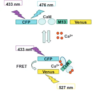 図 2 マウスの各リンパ組織でのＢ細胞特異的Ｃａｎｌｅｏｎの発現 CD19-Cre マウスと交配した floxed Cameleon マウスの各リンパ組織をについ て蛍光顕微鏡により観察した。緑色に見えるのがＣａｍｅｌｅｏｎ発現細胞の集団。 図 1 蛍光蛋白質カルシウムセンサーＣａｍｅｌｅｏｎの構造 ＣＦＰとＹＦＰの蛍光蛋白質の間にカルモジュリンのカルシウム結合部位を持っている。カルシウムの有無により構造変化を伴い、カルシウム結合状態ではＣＦＰとＹＦＰが隣接し、蛍光共鳴エネルギー移動（ＦＲＥＴ）が起こり、Ｃ