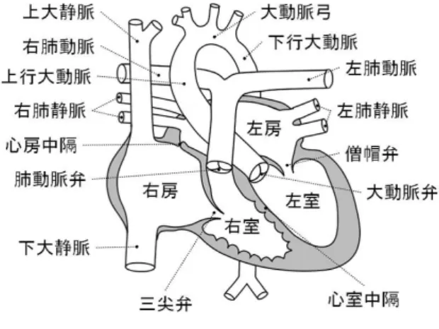 図 1 正常な心臓のシェーマ Fig. 1 A schema of normal heart