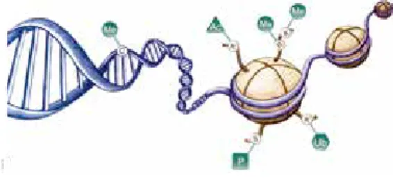 図 2.   MTase-Glo™  アッセイ原理 図 3.   Succinate-Glo™  アッセイ原理ヒストンまたはペプチドJmjc 試薬 Iコハク酸+コハク酸 中間体脱メチル化基質ステップ1：コハク酸の変換ステップ2：中間体からATPと光への変換2-OG試薬IIルシフェラーゼ/ルシフェリン中間体Light10548MA“Glow-type”luminescenceBoc-XXNHSNSHNNOHNOOOHONHSNSNNHONH2OOHOBoc-XXH2NSNSNOHODeveloperReage