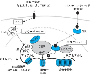 図 6     コルチコステロイドによる炎症遺伝子抑制。炎症遺伝子は、 インターロイキン（IL）-1βまたは腫瘍壊死因子（TNF）-αのよう な炎症性の刺激によって活性化され、その結果転写因子核内因子 （NF）-κB を活性化させる I-κB キナーゼ（IKK）2 が活性化され る。p50 および p65 NF-κB 蛋白から成るヘテロ二量体は核に移動 し、特異的κB 認識部位に結合し、また内在性ヒストンアセチルト ランスフェラーゼ（HAT）活性を有する CREB 結合蛋白（CBP）ま たは p300/CB