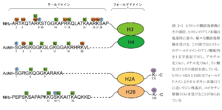 図 2・１  ヒストンの翻訳後修飾と その部位．ヒストンのアミノ末端は 塩基性に富み，様々な翻訳後修 飾を受ける．この図ではヒストン のテールドメインのアミノ酸配列 を１文字表記で示し，アセチル 化（Ac），メチル化（Me），リン酸 化（P）とその部位を表している． ヒストン H2A と H2B はフォールド ドメインよりカルボキシ末端（C） に近いリジン残基が，ユビキチン 修飾（Ub）を受けることが知られ ている 