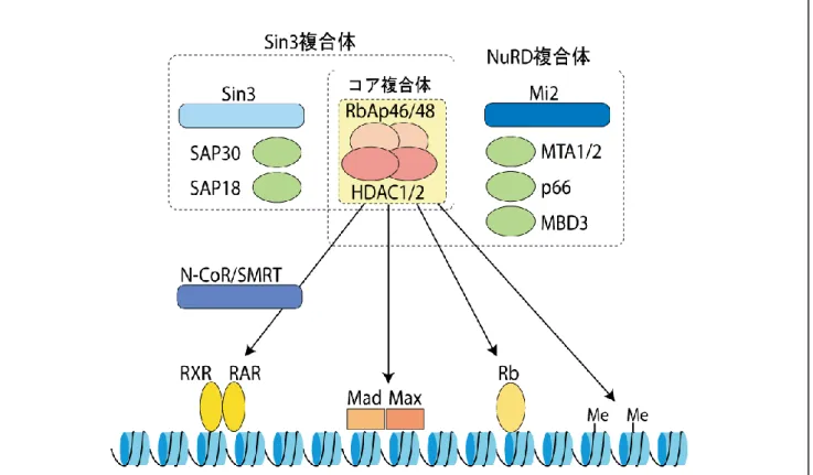図 2・2  ヒストン脱アセチル化酵素複合体．最も良く解析されている哺乳類のヒストン脱アセチル化酵素 HDAC1 と HDAC2 を含む複合体の模式図 を示している．それぞれヒストン結合因子である RbAp46/48 と結合することでコア複合体を形成し，この複合体がコリプレッサーとして知られる Sin3，あるいは Mi2 を含む大きな複合体に含まれて存在する．この複合体が DNA 結合因子（Mad/Max, Rb）や，ホルモン依存性の核内レセプター