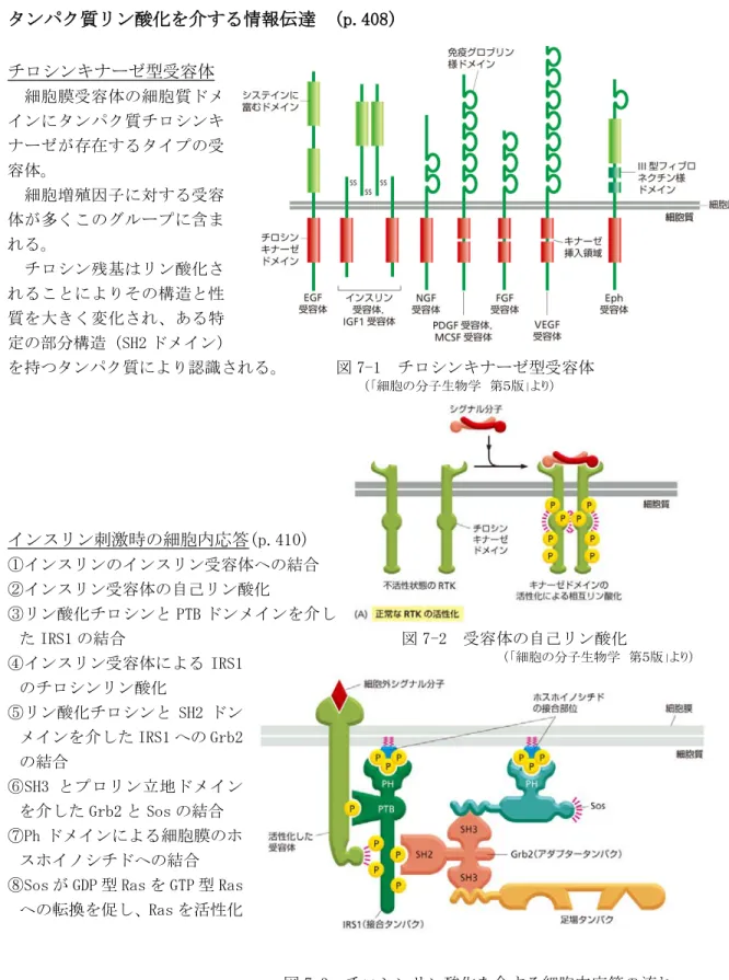 図 7-3  チロシンリン酸化を介する細胞内応答の流れ P3 後期  「代謝調節因子と生理活性分子」  （第７回）  101122 