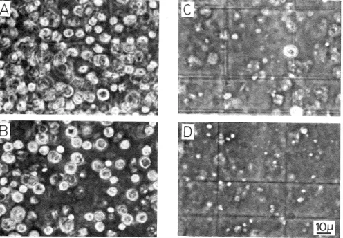Figure 3 shows that the critical concentration of Triton X-100 which could bring about the breakage of more than 98% of the cells was 0.075% (v/v)