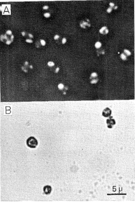 Fig. 2. Nuclei under phase-contrast microscopy. Crude nuclei were prepared as described in Materials and Methods and further washed twice by centrifugation with 13.5%