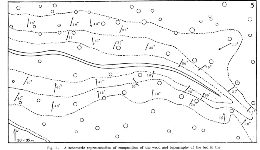 Fig. 5. A schematic representation of composition of the wood and topography of the bed in the rectangle fixed in colony D