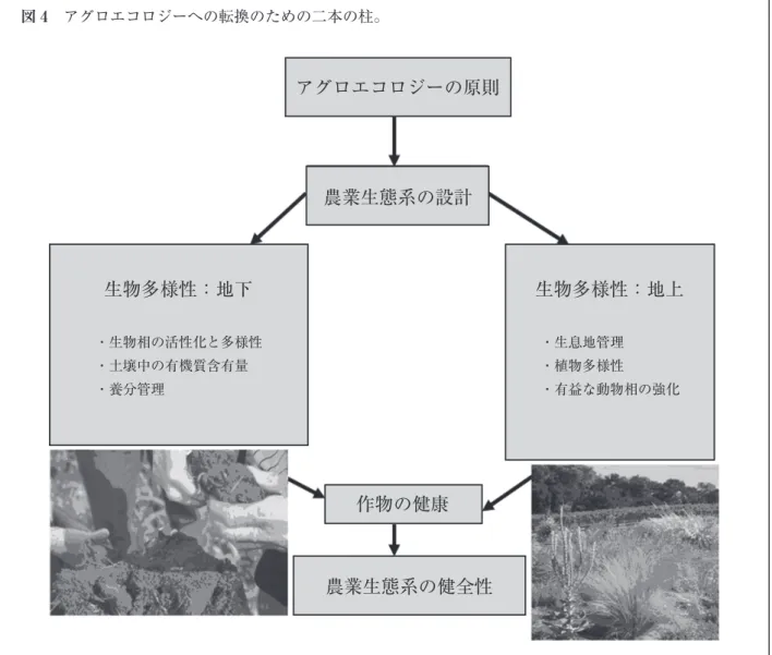 図 4 アグロエコロジーへの転換のための二本の柱。 アグロエコロジーの原則 農業生態系の設計 作物の健康 農業生態系の健全性・生物相の活性化と多様性・土壌中の有機質含有量・養分管理生物多様性：地下 ・生息地管理・植物多様性 ・有益な動物相の強化 生物多様性：地上第 4 章 農業生態系におけるエコロジカルな害虫管理のための植物多様性の向上 集約的農業は、自然生態系が提供していた多くの生態系サービスを衰退させ、環境汚染や塩害など様 々 な 負 の 外 部 性（社 会 コ ス ト）を も た ら し た。し か 