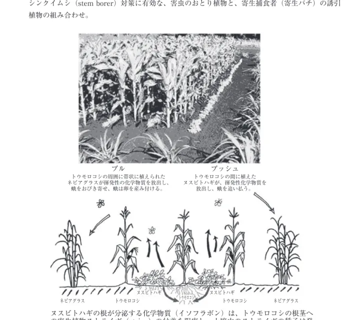 図 6 アフリカにおけるプッシュ・プル農法の事例。    シンクイムシ（stem borer）対策に有効な、害虫のおとり植物と、寄生捕食者（寄生バチ）の誘引    植物の組み合わせ。 ヌスビトハギの根が分泌する化学物質（イソフラボン）は、トウモロコシの根茎へ の寄生植物ストライガ（striga）の付着を阻害し、土壌中のストライガの種子は発 芽するも自滅に至る。 プル トウモロコシの周囲に帯状に植えられた  ネピアグラスが揮発性の化学物質を放出し、蛾をおびき寄せ、蛾は卵を産み付ける。 プッシュ トウモロコシの