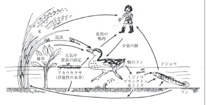 図 2 水田における多様な生物間の相互作用が、水田の生産性に不可欠な栄養循環や害虫予防などのプロ    セスを担っている。 米 昆虫 食用の 鴨肉 少量の餌 鴨のフン ミジンコ プランクトン 糸ミミズ ドジョウ フン雑草大気中窒素の固定アカウキクサ（浮遊性の水草） 2．3 アグロエコロジーと農民の伝統知 社会システムと生態系が相互作用を繰り返す中で、農業生態系は進化してきた。私たちは、人々が 農業生態系の設計に込めた思いや意図、さらに、その維持管理のために必要な知識を理解する必要が ある。農業システムは、何