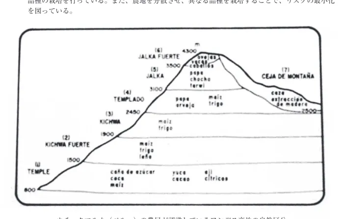 図 3 アンデス地方では、山の斜面を等高線を描くように帯状に区切り、標高差を利用して様々な作物や    品種の栽培を行っている。また、農地を分散させ、異なる品種を栽培することで、リスクの最小化    を図っている。 ウチュクマルカ（ペルー）の農民が認識しているアンデス高地の自然区分 統と結びついて、大切に守られている。在来種の多くは、病気や乾燥にも強く、過酷な環境でもたくましく生育することが可能な品種である。在来種は、農民自身が種子の管理や交換を担っている。生 物多様性が、多様な文化や在来知と結びついて維持