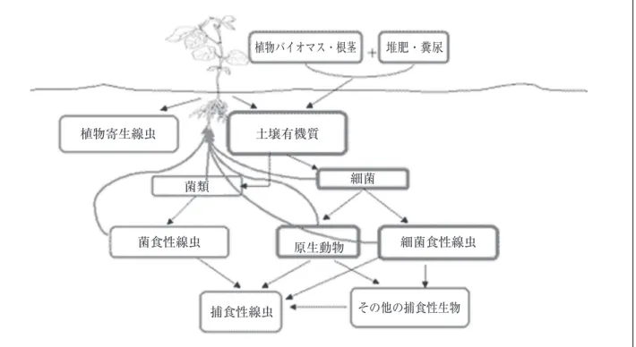 図 8 有機質に富む土壌に特徴的な複雑な食物網と、それを支える拮抗微生物（antagonists）、分解者    および植物生育促進微生物。 植物バイオマス・根茎 植物寄生線虫 土壌有機質 菌類 細菌 菌食性線虫 原生動物 細菌食性線虫 捕食性線虫 その他の捕食性生物堆肥・糞尿 5．3 作物多様性 植物の多様性が向上すると、抑制と均衡、養分供給、病害予防など、様々な生態系サービスが機能 し始める。間作は、多様性を増加させ、作物同士の相互補完性を引き出す重要な戦略である。例えば、 間作は病害の発生を抑える。そ