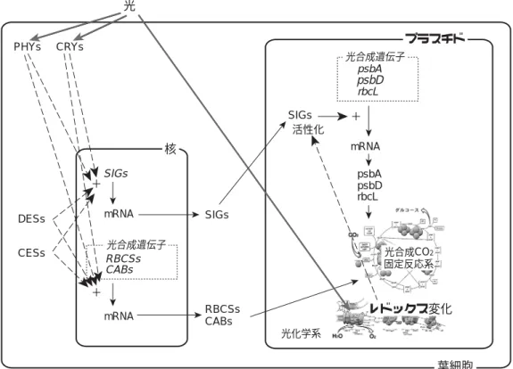 図 3 σ因子を介した葉緑体光合成機能発現制御機構の仮説 （口絵参照） 葉緑体ゲノムにコードされる光合成遺伝子の発現は，光依存かつ緑葉特異的に転写レベルで制御されてい る．この転写活性は，PEP を構成するσ因子の種類，量，および質の変化により調節されている．種類およ び量は，既知の光シグナル伝達系および未知の光合成器官特異的核遺伝子発現シグナル伝達系の制御下にあ ると思われる．また，質的変化としては，光化学系由来レドックスの変動によるσ因子の活性制御があげら れる．光合成装置のうち，その遺伝子が核ゲノムに