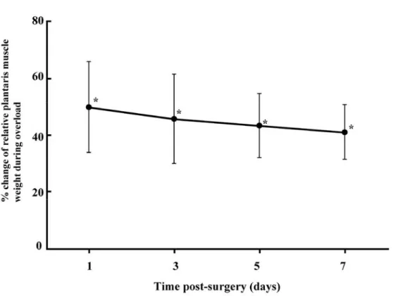 Fig 1 The percent changes of relative plantaris muscle weight during functional overload relative to each  contralateral sham-operated muscle