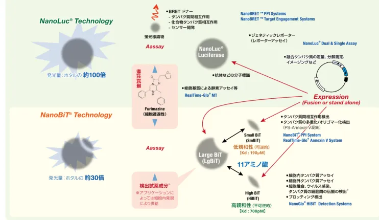 図 1. A では、 CMV 、 TK 各プロモーターを用いて一過性に発現、あるい は CRISPR/Cas9 を用いて内在性に発現した HiBiT-BRD4 に対する dBET1 の分解誘導を比較しています。強力な CMV プロモーターで駆動するベ クターを多く用いた場合、最も高い HiBiT-BRD4 の発現が確認されまし たが、 dBET1 の分解誘導はわずかに観察されるだけでした。一方、弱い TK プロモーターを利用すると発光量は大きく減少するものの、分解誘 導が明確に観察されます。内在性の HiB