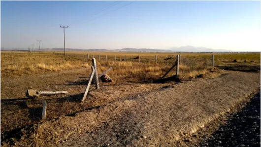 Figure   1.   Erosion   control   area   in   Karapınar,   C.   Turkey   invaded   by   shepherds           