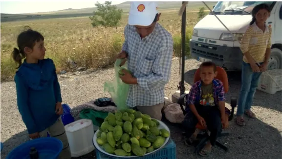 Figure   3.   Melon   for   pickle   making       